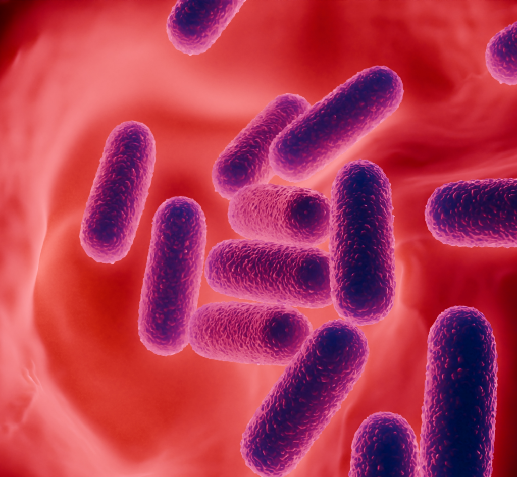 Illustration of Rod Shaped Bacteria in Bloodstream