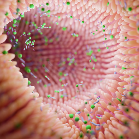 Microbiome intestine factories and microbiota. Gut health 3d