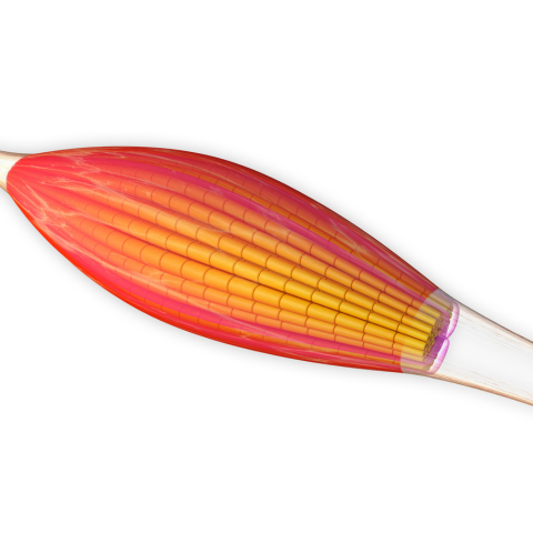 Skeletal muscle