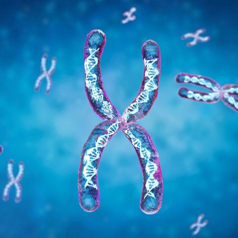 Transparent chromosome contain dna strand inside